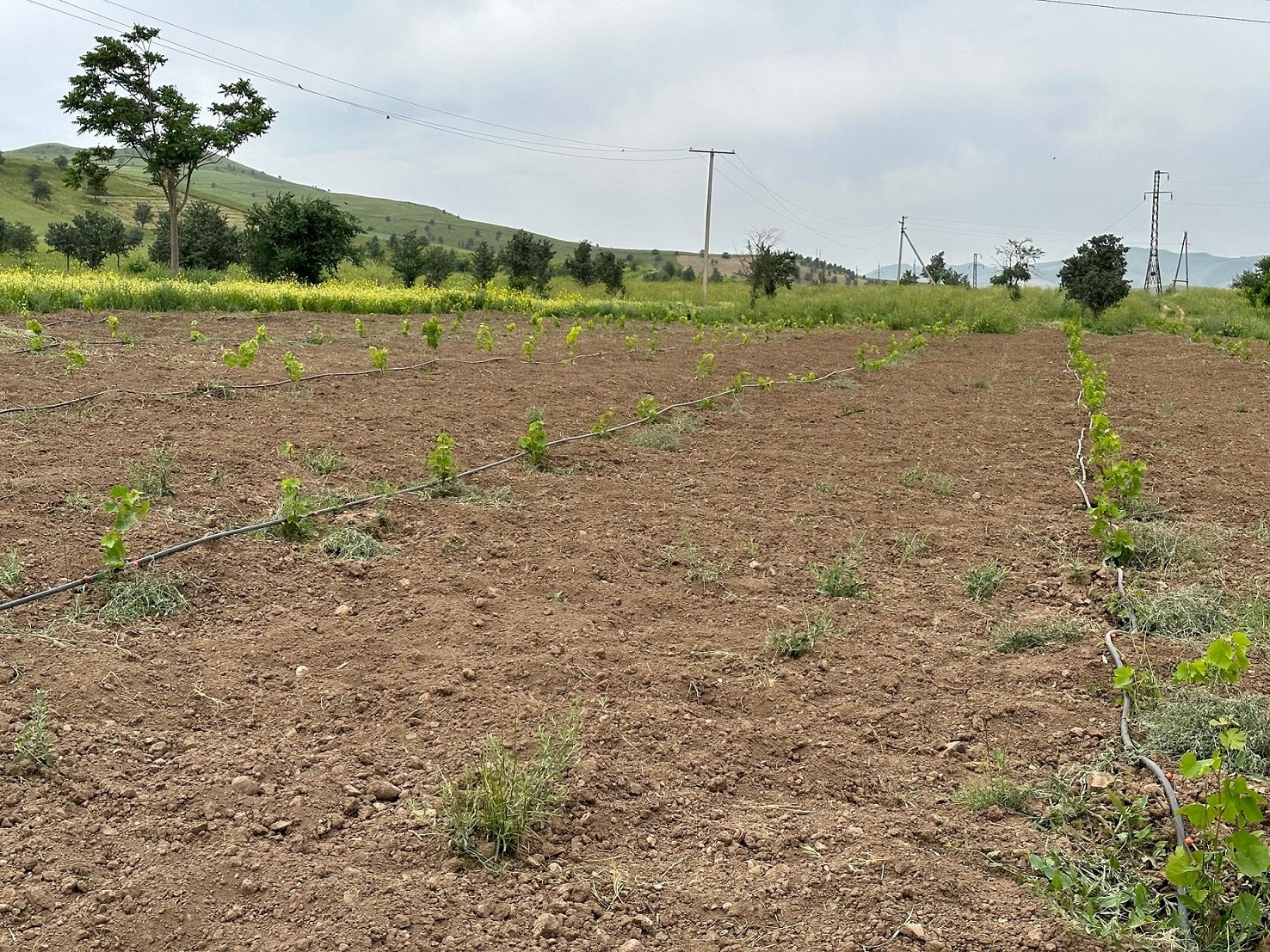 Transformative conservation agriculture in the Ishkashim region