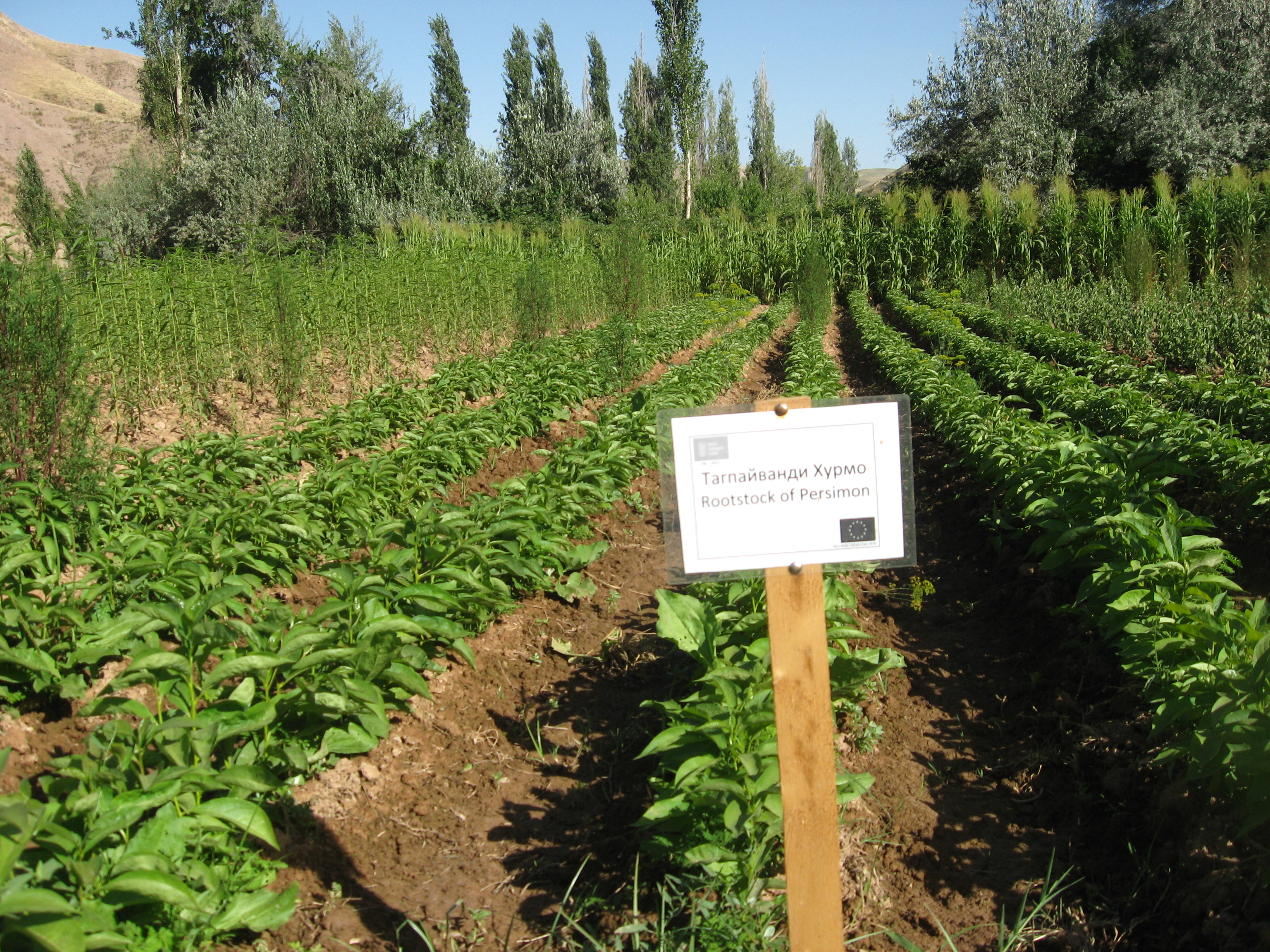 Humanitarian Assistance to Vulnerable Countries Affected by the COVID-19 pandemic